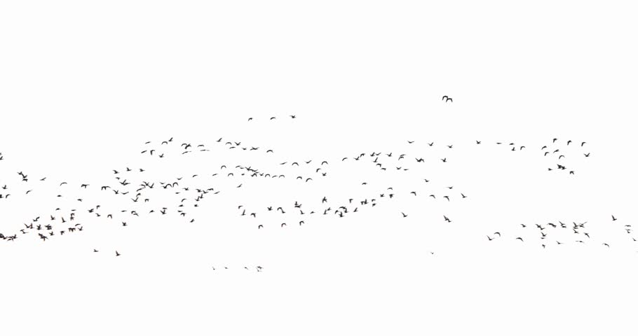 Flock of geese flying in overcast sky, white background, suitable for vfx overlay