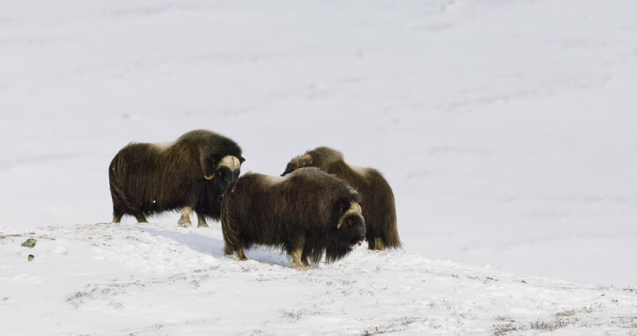 Musk oxen standing on snowy landscape in Dovre, Norway's arctic wilderness