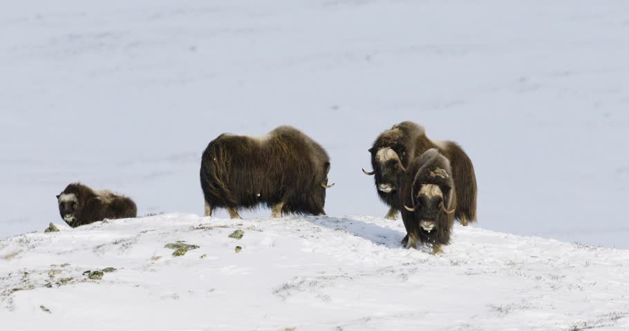 Group of musk oxen on snowy terrain in Dovre, showcasing Scandinavian wildlife