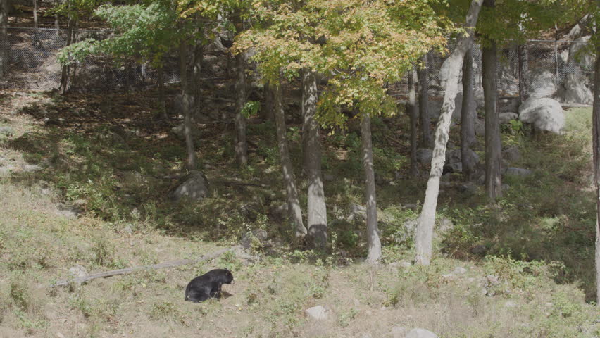 Bear wide shot in the forest