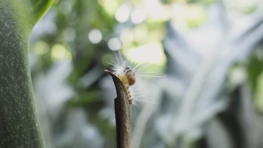 Close-Up of a Hairy Caterpillar on a Twig in a Natural Setting. Hairy caterpillar on leaf tip
