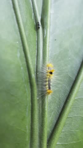 Close-Up of a Yellow Caterpillar Crawling on a Large Green Leaf Surface. Vertical video of Caterpillar