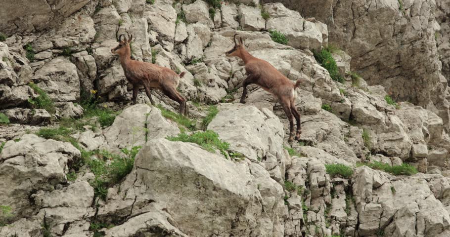 Wild mountain goats jump in majestic agility, slow motion from 120 fps in cinematic 24p. Durmitor National Park, Montenegro, Dinaric Alps