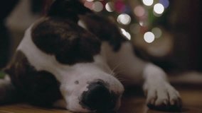 Sleeping dog in front of christmas tree - Powered by Shutterstock - Get 15% off with code: PIKWIZARD15