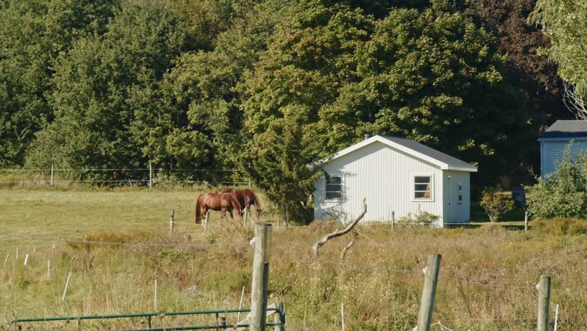 Horses Graze Contentedly in a Meadow on a Farm in Nova Scotia, Canada, Surrounded by the Stunning Autumn Landscape. This Footage Perfectly Captures the Peaceful Rural Life in the Fall Season. 