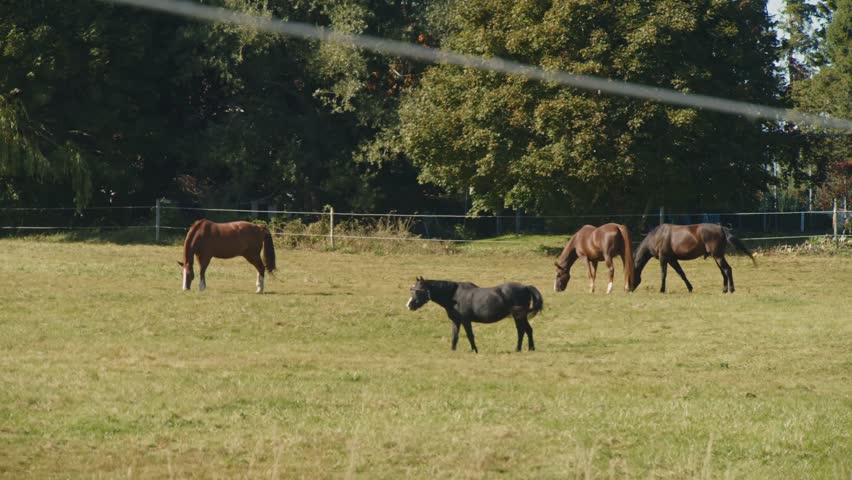 Scene of Horses Grazing in a Meadow on a Farm in Nova Scotia, Canada, Surrounded by the Vibrant Colors of Fall. The Crisp Autumn Air and Peaceful Landscape Capture the Essence of Rural Life.