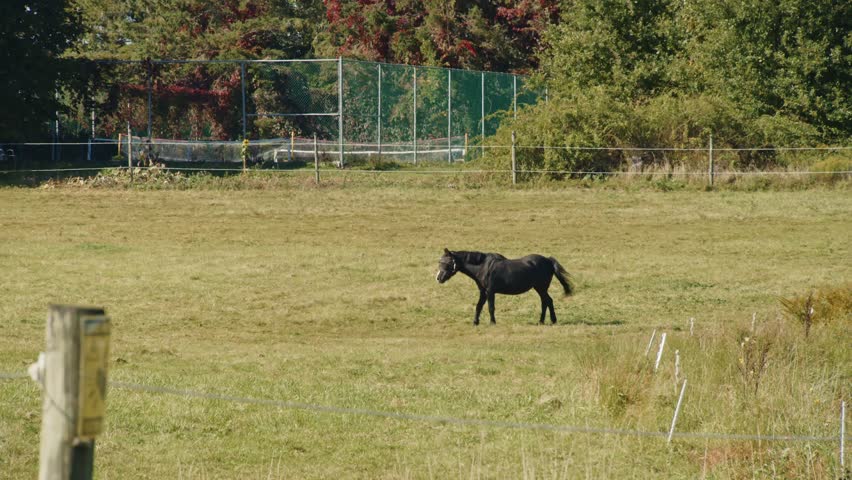 A Tranquil Scene of Horses Grazing in a Meadow on a Farm in Nova Scotia, Canada, During the Fall. The Surrounding Autumn Foliage Adds a Warm, Peaceful Feel to This Countryside Landscape.