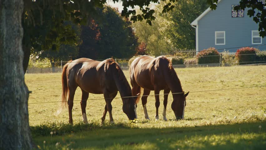 A Gorgeous Fall Day on a Farm in Nova Scotia, Canada, Where Horses Graze in a Meadow Surrounded by Autumn Leaves. The Scene Exudes Tranquility and the Beauty of Nature in the Fall Season.