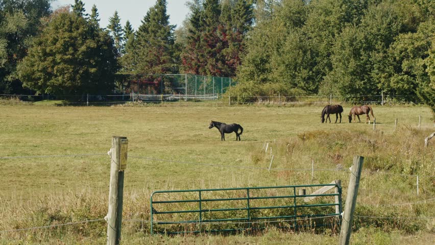 Horses Roam Freely in a Lush Meadow on a Farm in Nova Scotia, Canada, Surrounded by the Beautiful Autumn Colors. This Peaceful Scene Reflects the Serenity of Farm Life During Fall. 