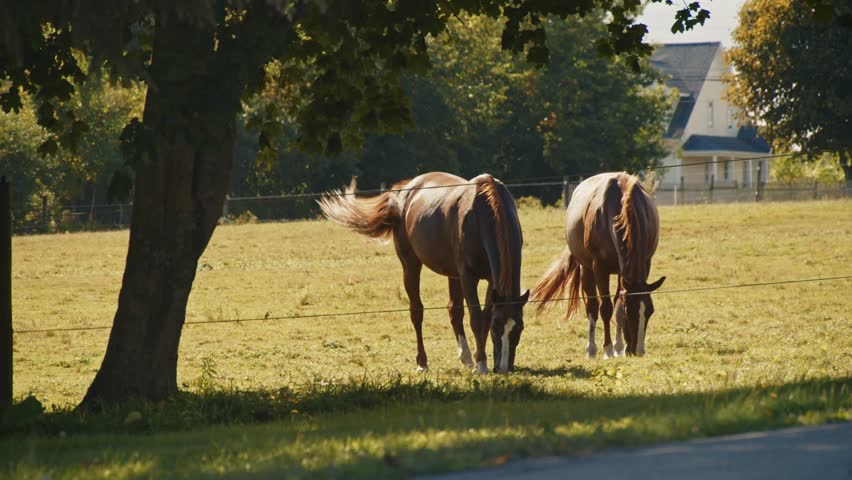 A Peaceful Scene of Horses Grazing on a Farm in Nova Scotia, Canada, Surrounded by the Rich Colors of Autumn. The Scene Captures the Heart of Rural Farm Life in the Fall Season. 