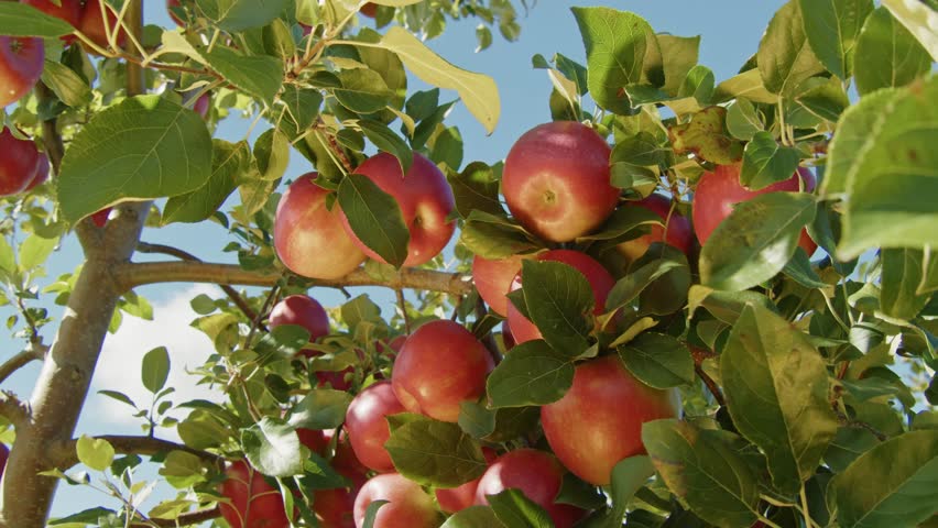A Stunning View Of Red Apples On Tree Branches In A Gorgeous Apple Orchard In Nova Scotia, Canada. This Footage Perfectly Captures The Beauty Of The Harvest Season In A Rural Landscape.