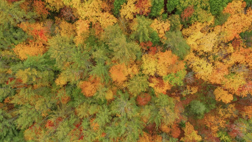 Experience the full glory of fall in this 4K drone clip showing vivid autumn hues and sweeping views of forests surrounding Roaring Brook Falls, Adirondacks, NY.