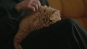 Close-up cropped shot of unrecognizable loving pet owner gently stroking ginger cat resting peacefully on lap, enjoying moment of warmth and companionship, sitting comfortably sofa, slow motion. - Powered by Shutterstock - Get 15% off with code: PIKWIZARD15