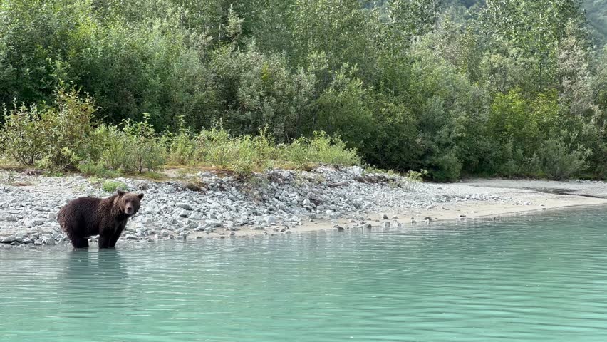 Alaska Brown Bear (Ursus arctos gyas) hunting for salmon along Crescent Lake in Alaska