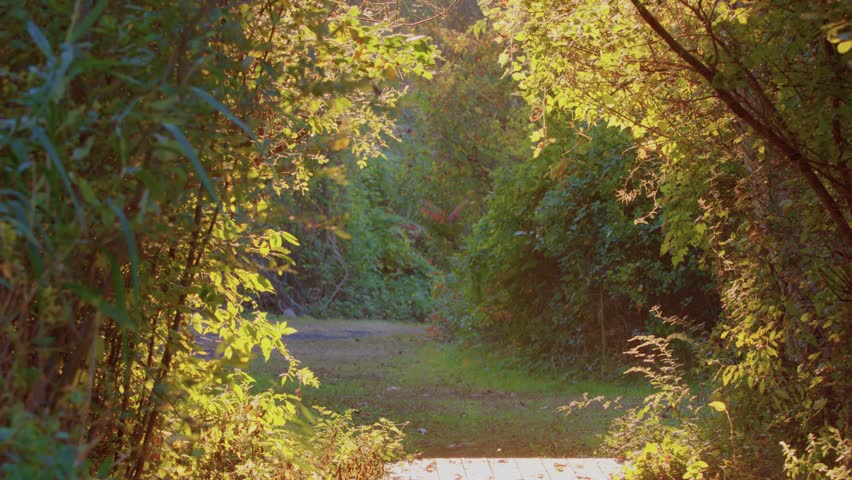 This footage captures a peaceful path winding through Houghton Forest in West Sussex, England, showcasing the natural beauty and autumn foliage of the area.