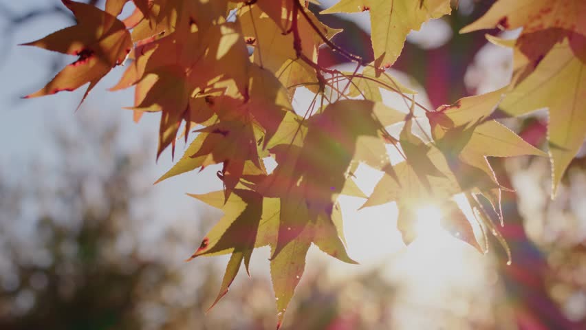 Footage of maple leaves, likely from a Red Maple or Japanese Maple tree, illuminated by sunlight and showcasing their vibrant fall colors in Jamaica Bay, Queens, NY.