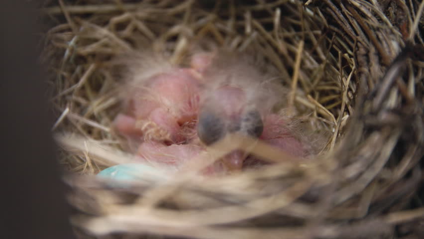 Baby Bird in a nest close up macro