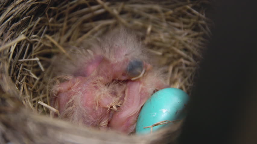 Baby birds in nest with blue egg