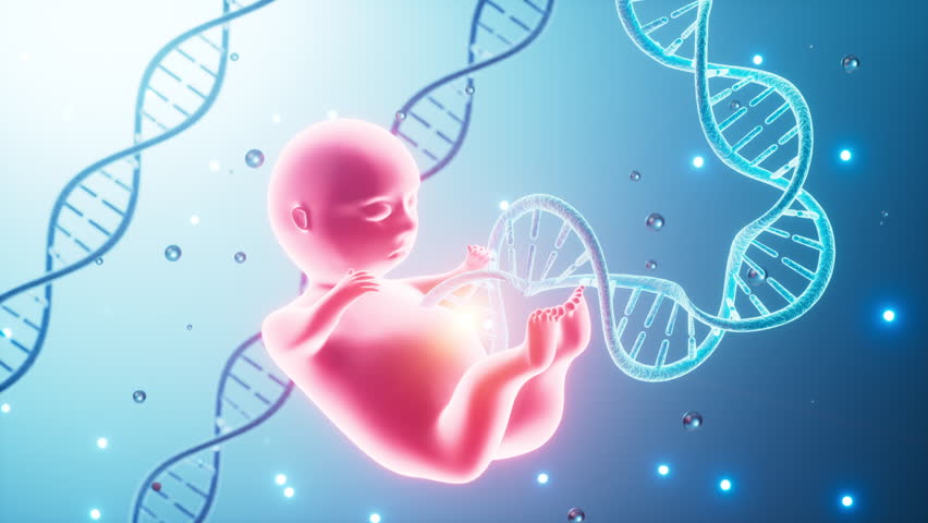 Human embryo model, 3d rendering. Motion Graphic.