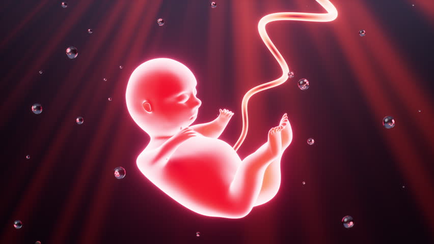 Human embryo model, 3d rendering. Motion Graphic.