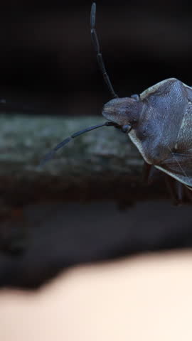 Detailed Macro Video of a Tree Shield Bug Resting on a Wooden Twig in Its Natural Habitat, Captured with a Gradual Camera Zoom to Highlight the Insect