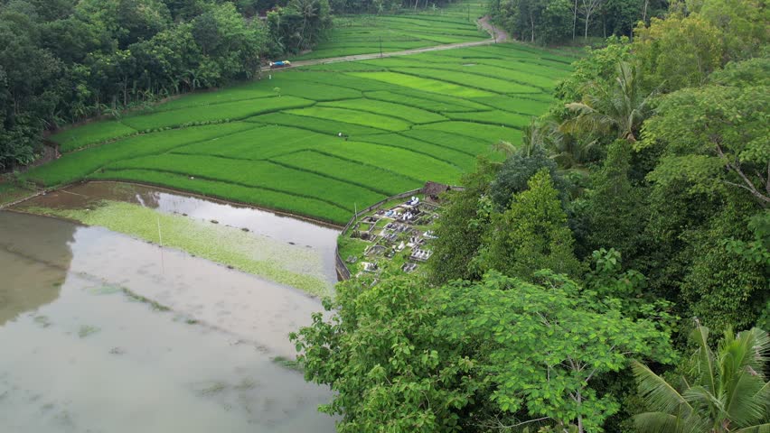 Yogyakarta Agriculture in rice fields, green rice field, young paddy 
