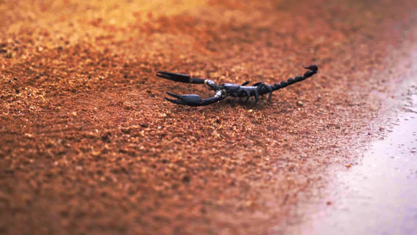 Dark Green Scorpion (Heterometrus spinifer ) in jungle road