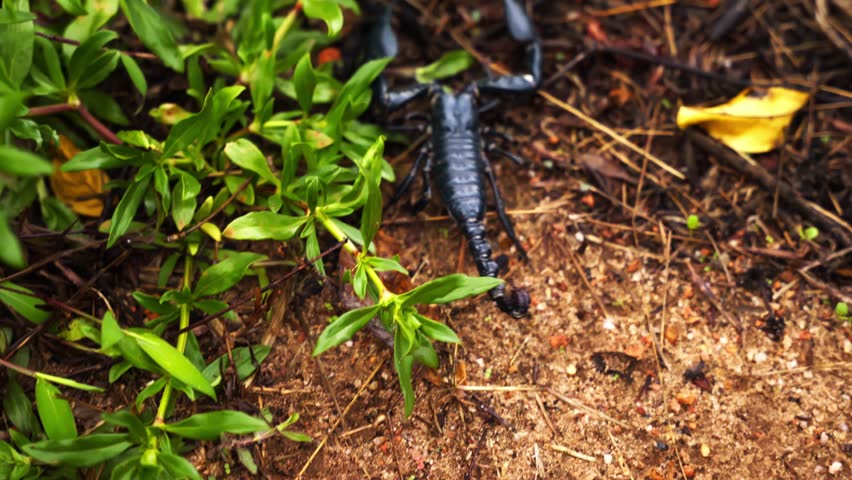 Dark Green Scorpion (Heterometrus spinifer ) in jungle road