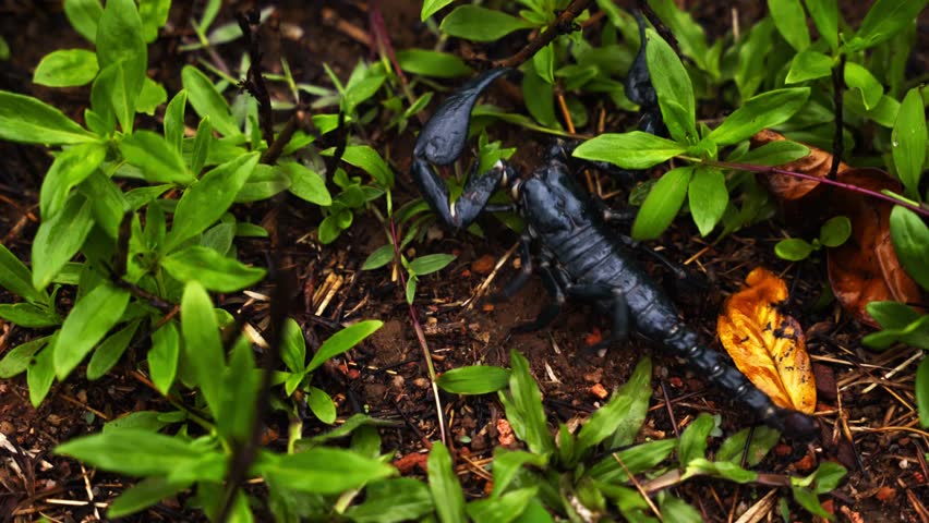 Dark Green Scorpion (Heterometrus spinifer ) in jungle road