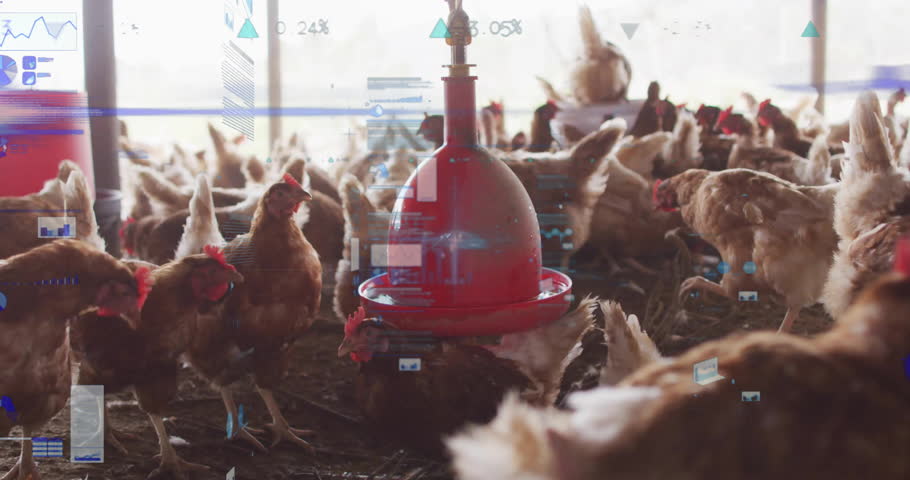 Feeding chickens in barn with data processing animation overlay in background. Agriculture, farming, poultry, livestock, technology, data analysis