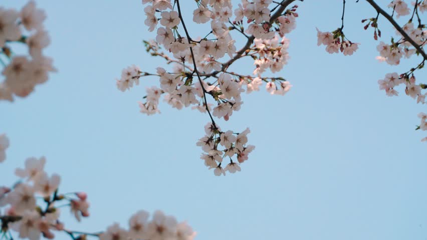 Cherry blossoms blooming in spring sway in the wind