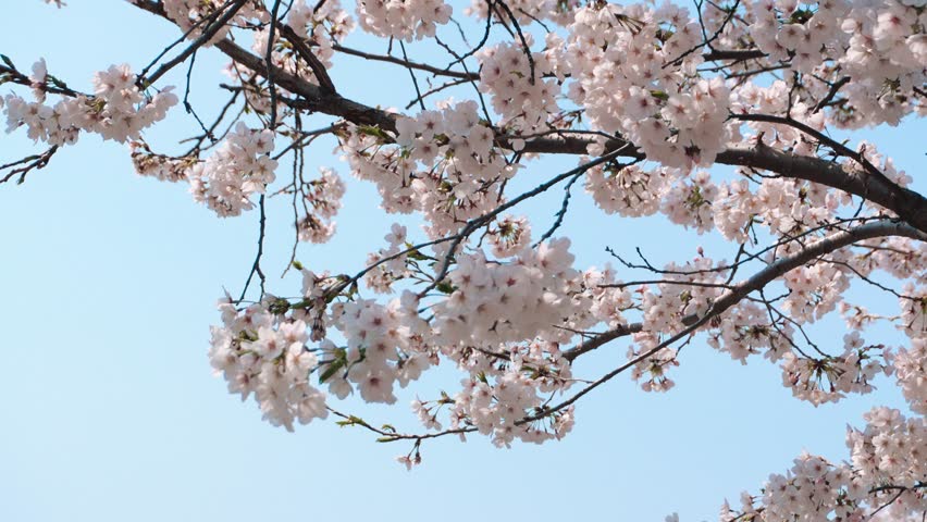 Cherry blossoms blooming in spring sway in the wind