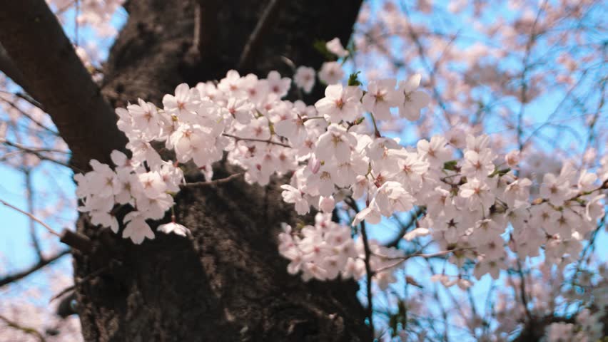 Cherry blossoms blooming in spring sway in the wind