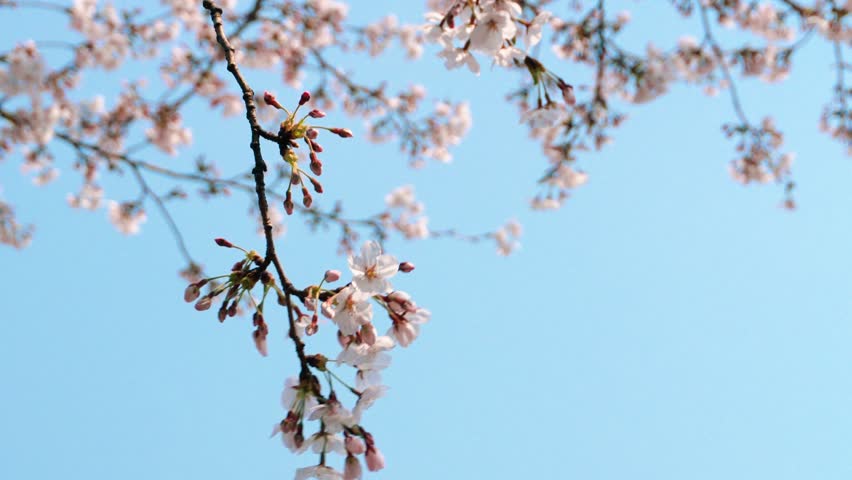 Cherry blossoms blooming in spring sway in the wind