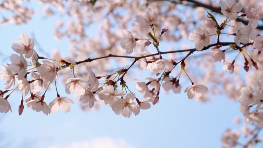 Cherry blossoms blooming in spring sway in the wind