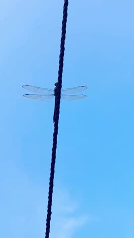 A dragonfly perched on a plastic rope with a blue afternoon sky in the background.