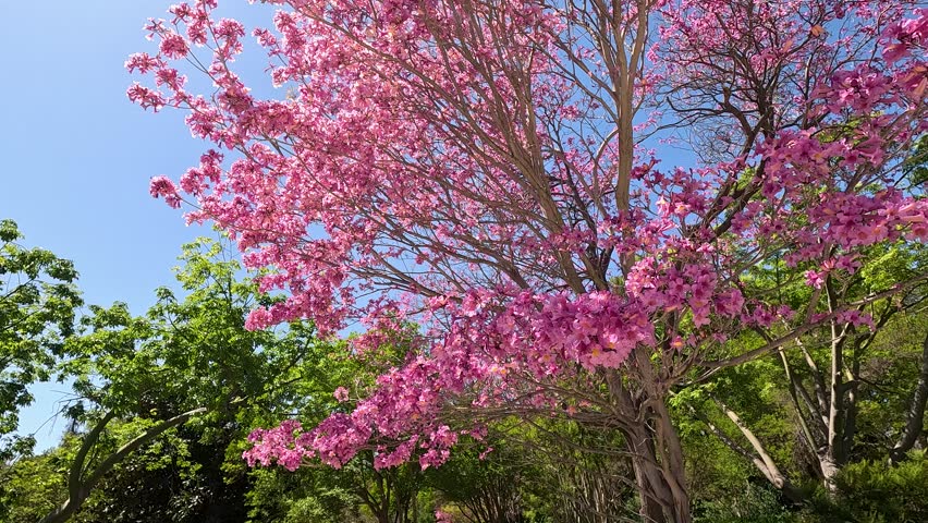 footage of a gorgeous spring landscape at the Los Angeles County Arboretum and Botanic Garden in Arcadia California USA