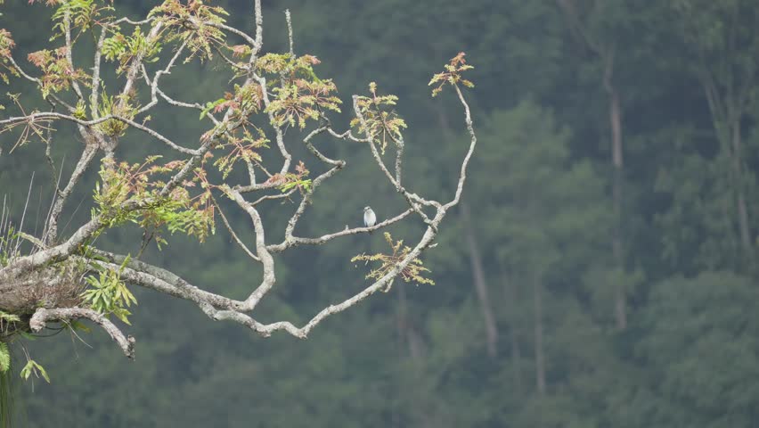 Blue and White Bird Perched on a High Tree Branch in Mountainous Tropical Forest