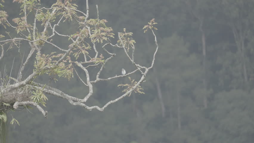 Blue and White Bird Perched on a High Tree Branch in Mountainous Tropical Forest – S-Log3 10bit 4:2:2 60fps