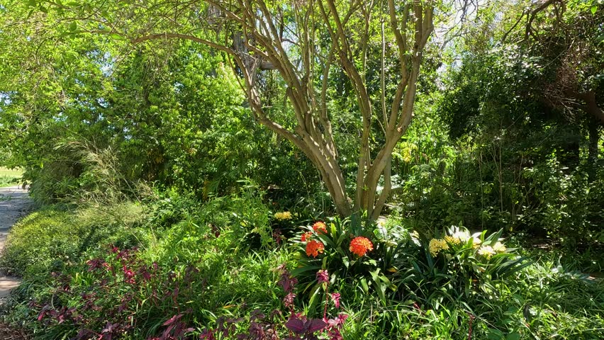 footage of a gorgeous spring landscape at the Los Angeles County Arboretum and Botanic Garden in Arcadia California USA