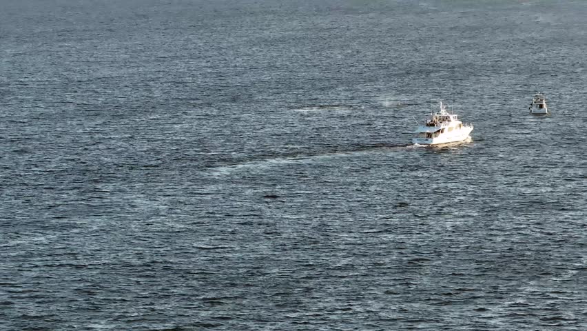 4k aerial video footage of whales blowing water spout while swimming on the blue ocean before diving down deep into the ocean with wagging tail fin. the whales are followed by whale watching boats.