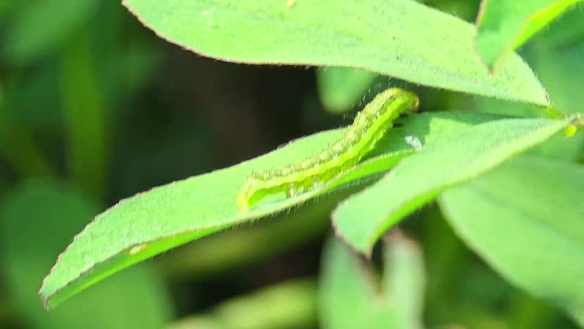 Caterpillar Crawling on Green Grass Blade Macro Shot 4K 120fps Slow Motion
