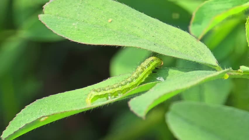 Caterpillar Crawling on Green Grass Blade Macro Shot 4K 120fps Slow Motion
