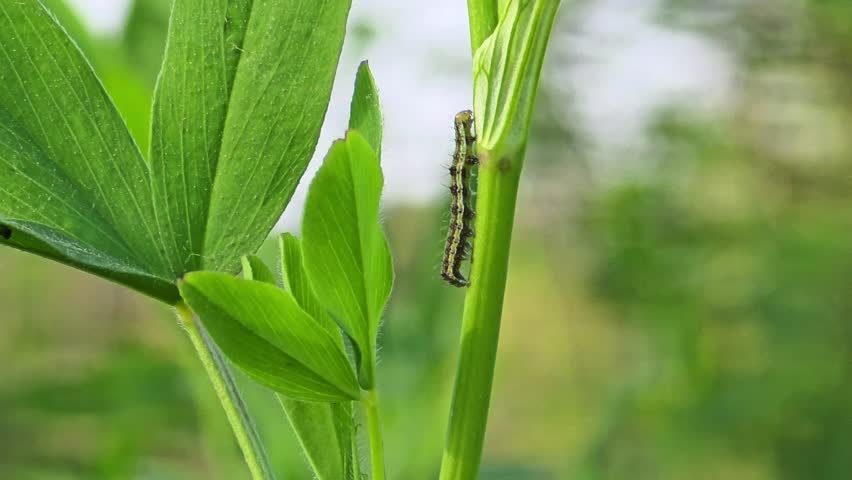 Caterpillar Crawling on Green Grass Blade Macro Shot 4K 120fps Slow Motion
