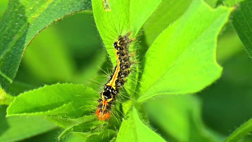 Caterpillar Crawling on Green Grass Blade Macro Shot 4K 120fps Slow Motion
