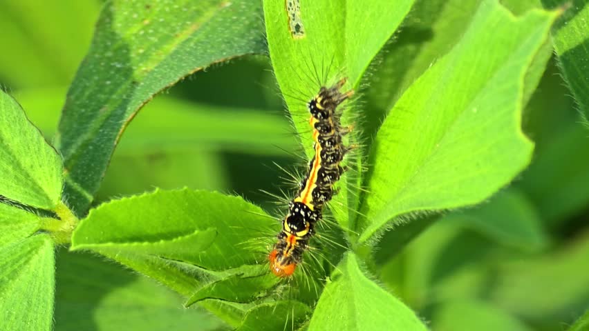 Caterpillar Crawling on Green Grass Blade Macro Shot 4K 120fps Slow Motion
