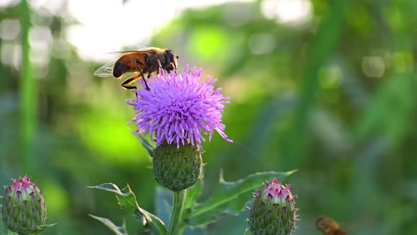A drone fly (Eristalis tenax) feeds on nectar and pollinates a vibrant thistle flower, captured in stunning 240fps slow motion macro footage, highlighting every movement with cinematic precision.
