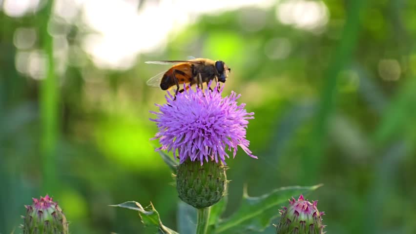 A drone fly (Eristalis tenax) feeds on nectar and pollinates a vibrant thistle flower, captured in stunning 240fps slow motion macro footage, highlighting every movement with cinematic precision.