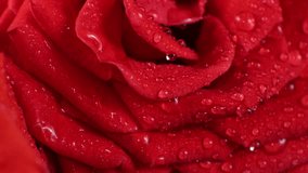 Top view of a red rose bud with raindrops, close-up of delicate red rose petals - Powered by Shutterstock - Get 15% off with code: PIKWIZARD15