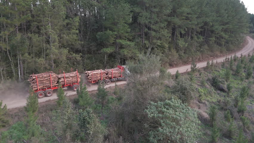 A truck carrying wooden logs slowly navigates a sandy path, surrounded by the peaceful forest